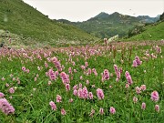 76 Distesa di fiori di bistorta (Polygonum bistorta) spazzati dal vento nel pascolo di Agheta